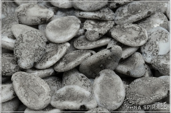 Anemone Petal 11x16 mm - Chalk Etched Black Wash, 6 ks