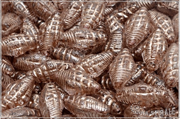 Miter Shell, 15x12 mm, Crystal Taupe Wash, 6 ks