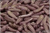 Peka 5x17 mm, Chalk Violet-Gold Luster, 12 ks