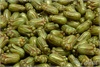 Tulipn - Tulip Bud, 12x8 mm, Chalk Herbs&Spices Cardamom, 12 ks