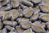 Tulipn - Tulip, 16x11 mm, Opaque Lavender Gold Wash, 3 ks
