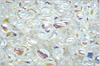 Tulip Petal 6x8 mm - Crystal AB, 30 ks
