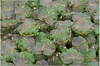 List javor 13x11 mm - crystal+green matted, gold wash, 10 ks