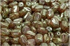 Tulipn - Tulip Mini, 9x7 mm, Crystal-Mint Bicolor Red Luster Taupe Wash, 12  ks
