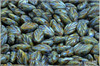List  bukov 7x11 mm - Chalk Herbs&Spices Sage, 20 ks