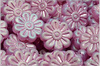 Kopretina - Daisy Flower, 18 mm, Crystal Matted Pink Wash AB Full, 1 ks