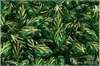 List bukov 7x11 mm - Emerald Gold Wash, 20 ks